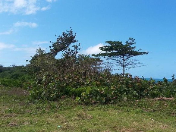 First image of Lot 87 Little Spring Garden in St. Margaret's Bay, Portland, Jamaica - property is For Sale