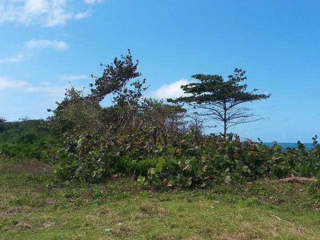 First image of Lot 87 Little Spring Garden in St. Margaret's Bay, Portland, Jamaica - property is For Sale