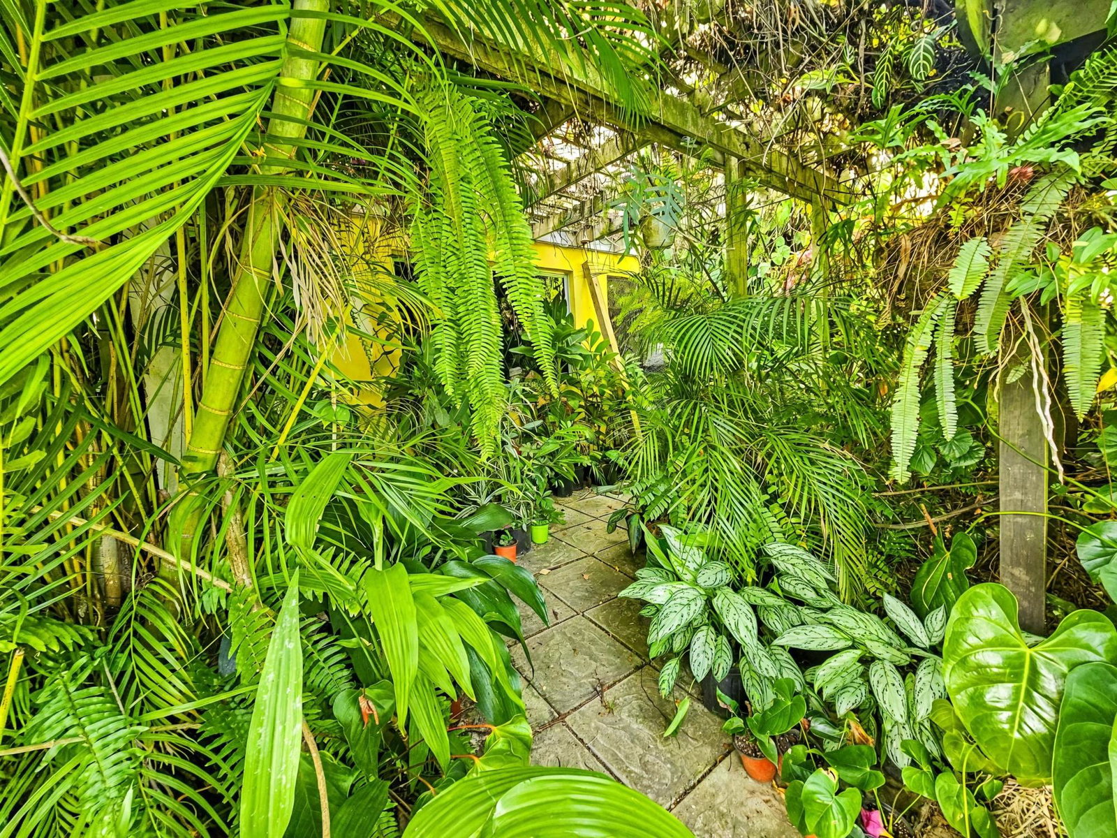 Luxury-Estate-for-Sale-in-St.-Andrew-Jamaica-11-Mulberry-Avenue Twenty-Second image of 11 Mulberry Avenue in Kingston 6, St. Andrew, Jamaica - property is For Sale
