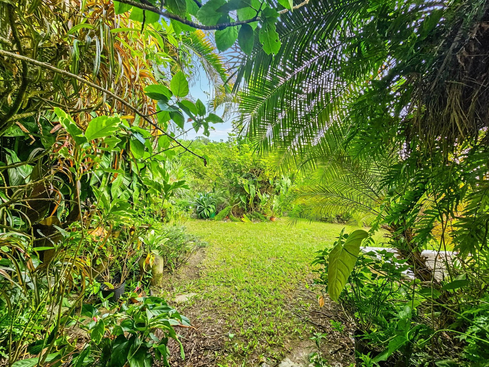 Luxury-Estate-for-Sale-in-St.-Andrew-Jamaica-11-Mulberry-Avenue Twenty-Third image of 11 Mulberry Avenue in Kingston 6, St. Andrew, Jamaica - property is For Sale