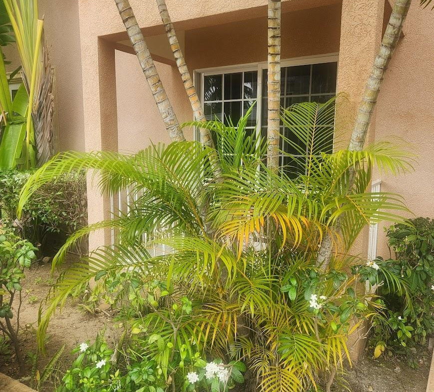 Second image of 3-81 Shortwood Road in Constant Spring P.O., St. Andrew, Jamaica - property is For Rent