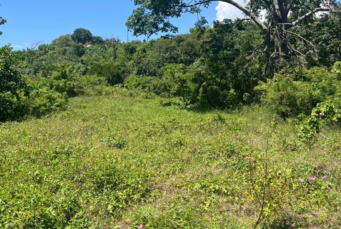 Fifteenth image of Lot 47-4 Pitkelleney, Mount Airy, in White House WD, Westmoreland, Jamaica - property is For Sale