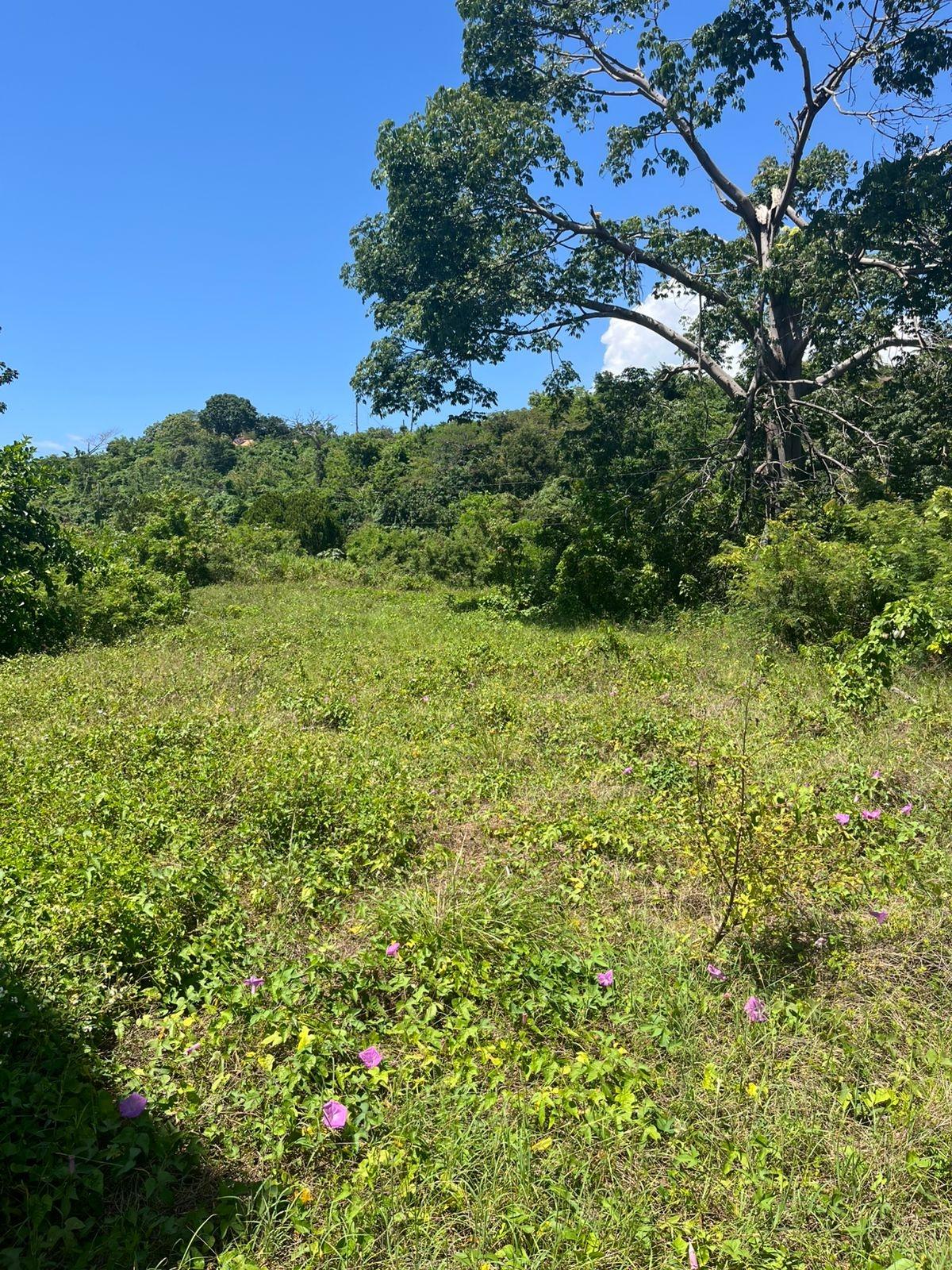 Fifteenth image of Lot 47-4 Pitkelleney, Mount Airy, in White House WD, Westmoreland, Jamaica - property is For Sale