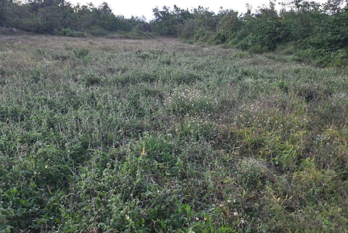 Eighth image of Lot 47-4 Pitkelleney, Mount Airy, in White House WD, Westmoreland, Jamaica - property is For Sale