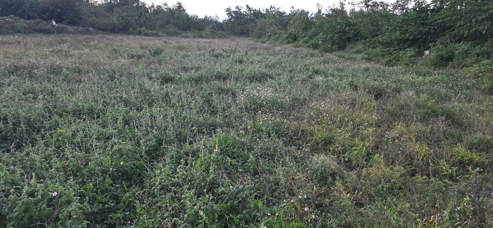 Eighth image of Lot 47-4 Pitkelleney, Mount Airy, in White House WD, Westmoreland, Jamaica - property is For Sale