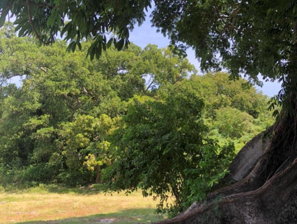 Sixth image of Mahogany Hill Homes, Che in Chester, St. Ann, Jamaica - property is For Sale