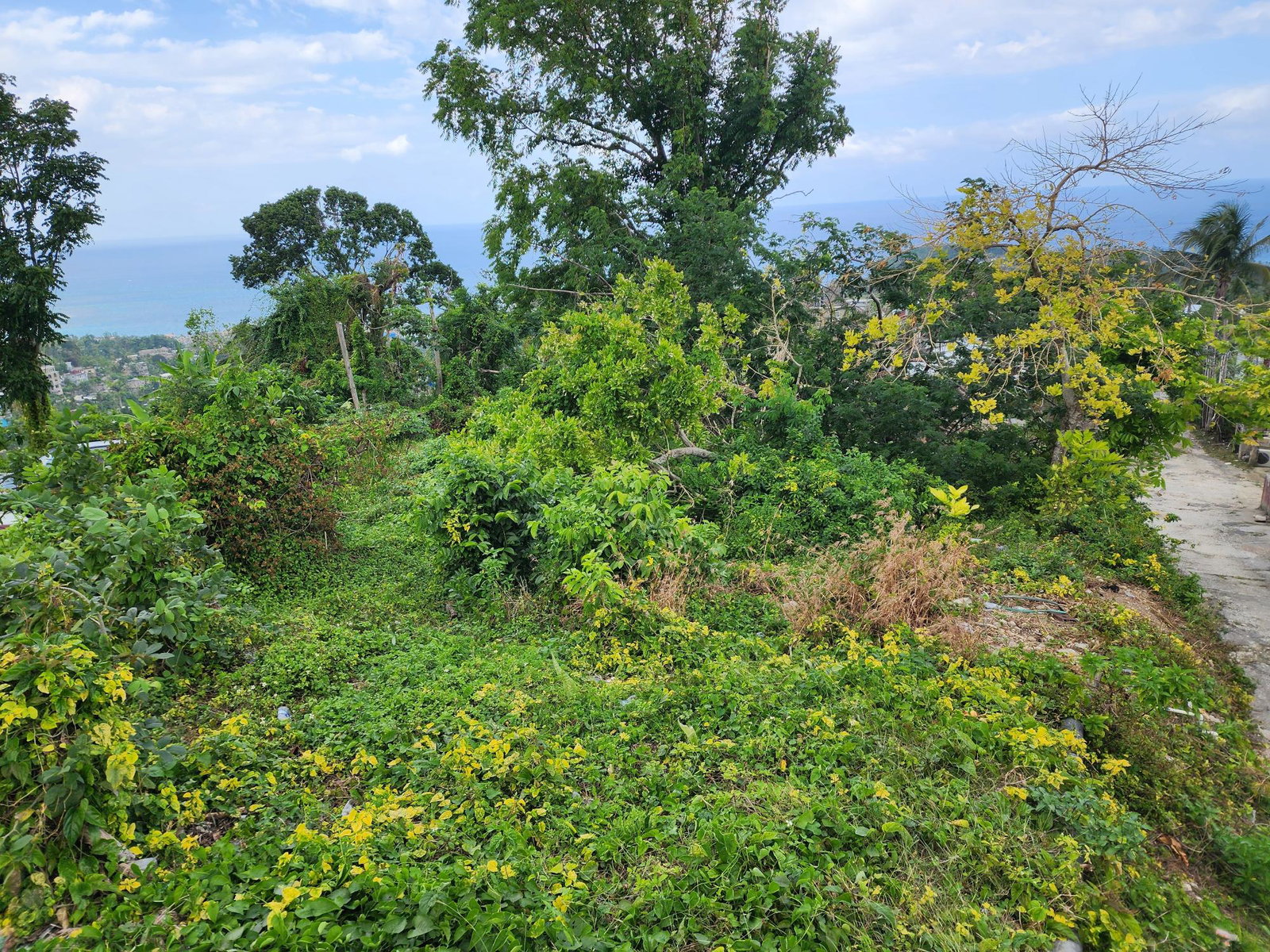 Prime-13-Acre-Residential-Lot-for-Sale-in-McQuarrie-Hopewell-Hanover Third image of Mcquarrie, Hopewell in McQuarrie, Hanover, Jamaica - property is For Sale