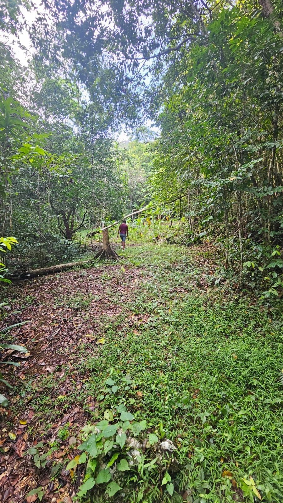 Prime-3.5-Acre-Residential-Lot-for-Sale-in-Red-Hills-St.-Andrew-Swain-Spring-Road Third image of Swain Spring Road in Red Hills, St. Andrew, Jamaica - property is For Sale