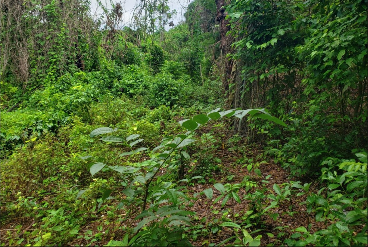 Fourth image of Swain Spring Road in Red Hills, St. Andrew, Jamaica - property is For Sale