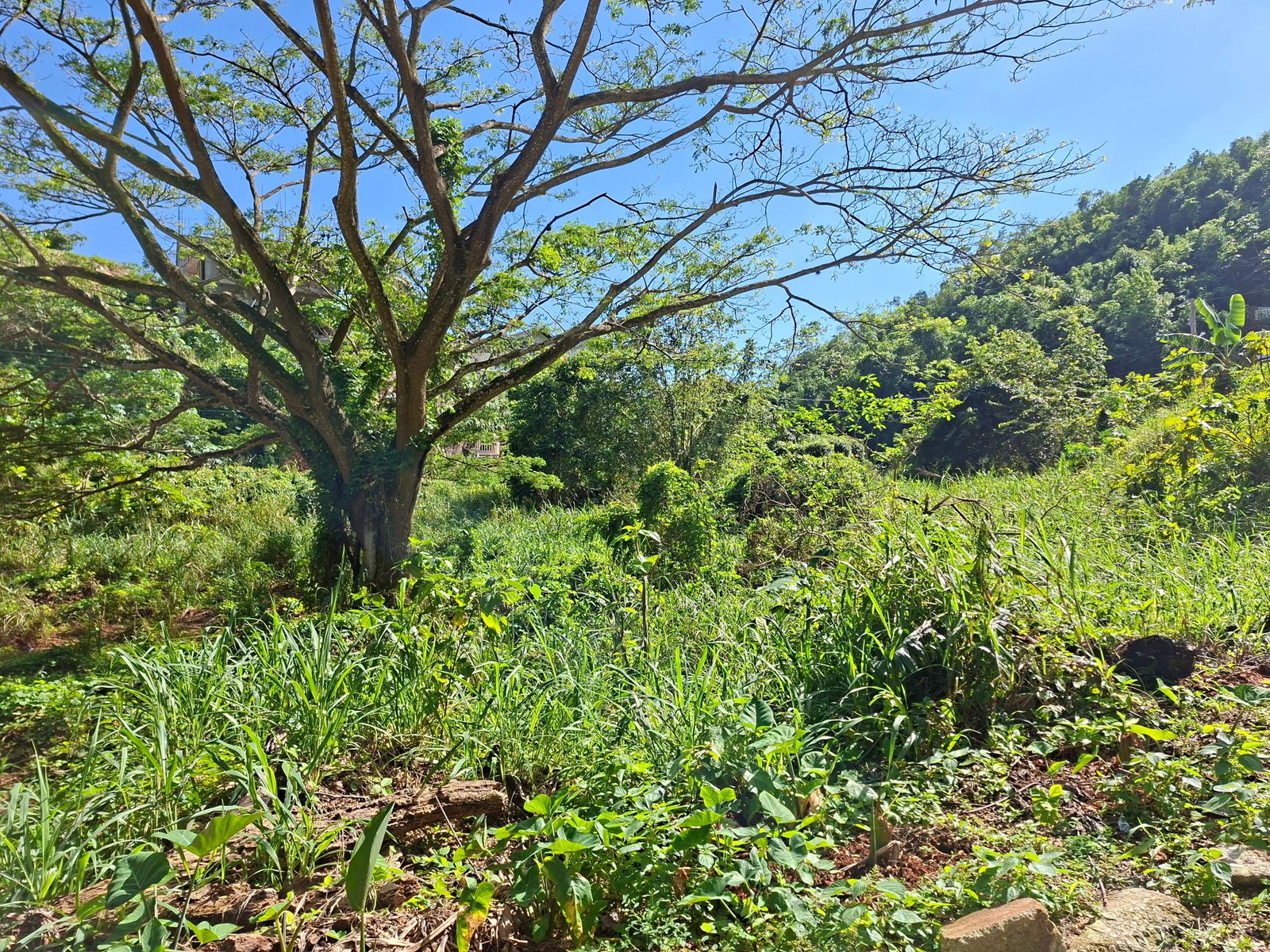 First image of 15 Thompson Boulevard in Kingston 19, St. Andrew, Jamaica - property is For Sale