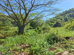 First image of 15 Thompson Boulevard in Kingston 19, St. Andrew, Jamaica - property is For Sale