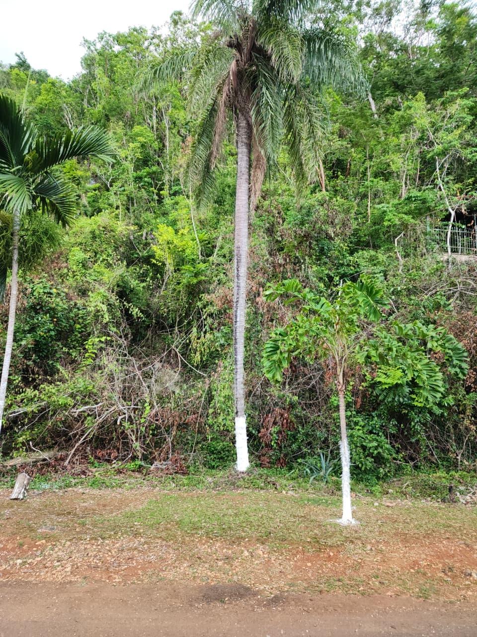 Second image of Hermitage Dam Road in Kingston 9, St. Andrew, Jamaica - property is For Sale