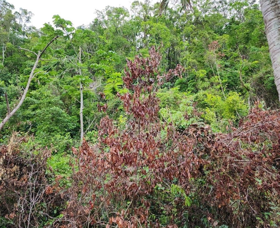 Fourth image of Hermitage Dam Road in Kingston 9, St. Andrew, Jamaica - property is For Sale