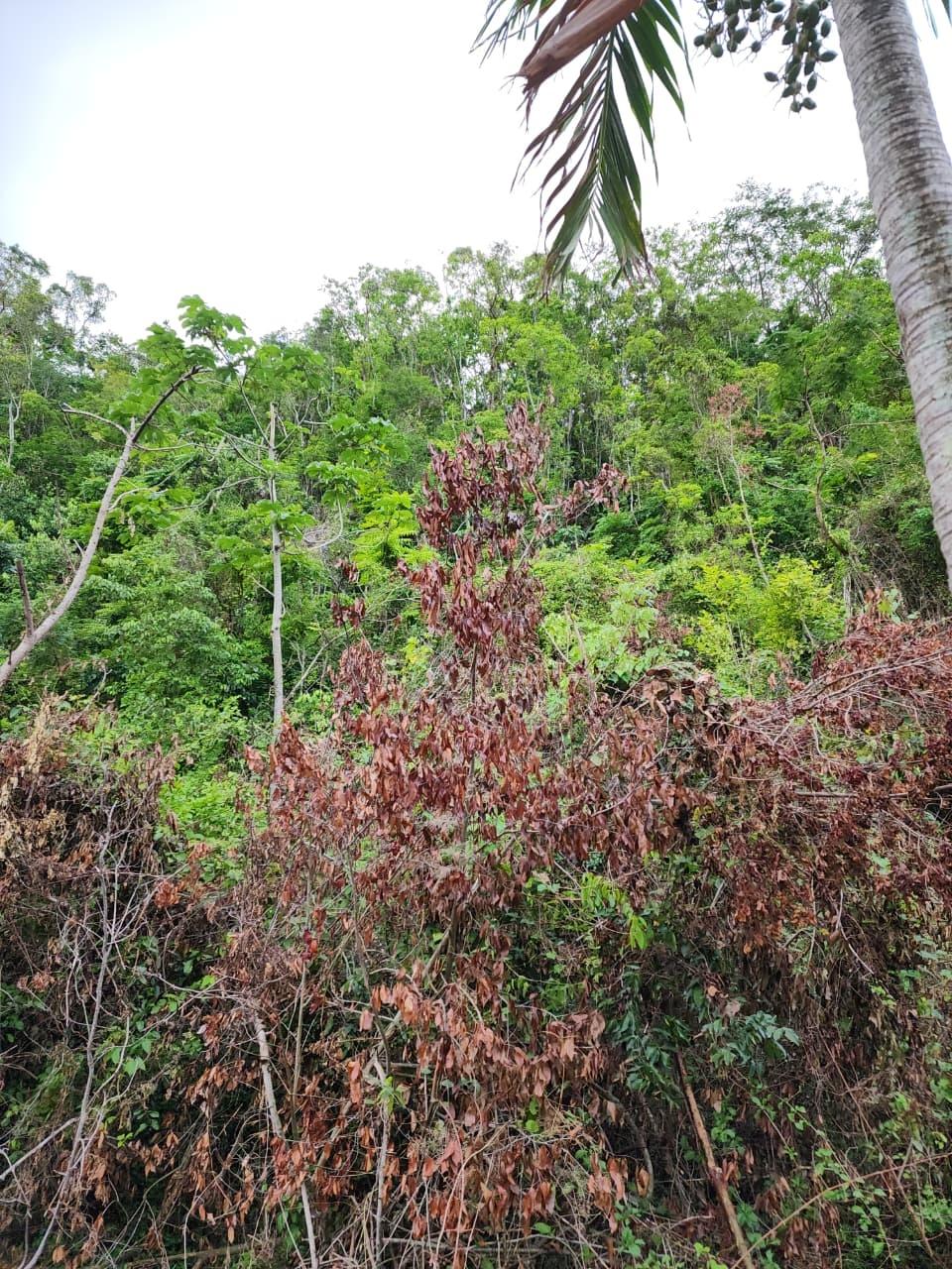 Fourth image of Hermitage Dam Road in Kingston 9, St. Andrew, Jamaica - property is For Sale