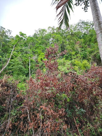 Fourth image of Hermitage Dam Road in Kingston 9, St. Andrew, Jamaica - property is For Sale