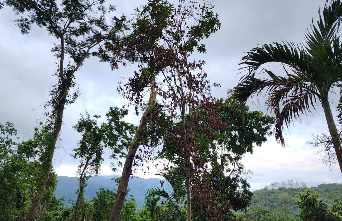 Sixth image of Hermitage Dam Road in Kingston 9, St. Andrew, Jamaica - property is For Sale
