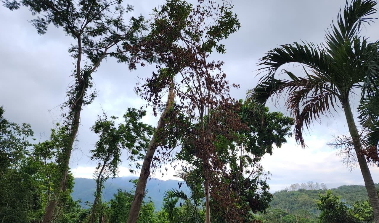 Sixth image of Hermitage Dam Road in Kingston 9, St. Andrew, Jamaica - property is For Sale