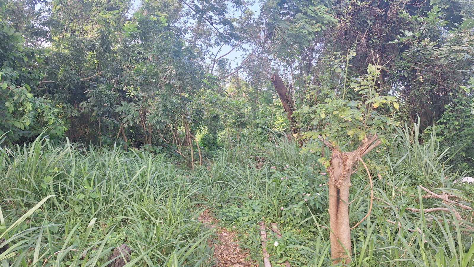 Second image of 18 Caribbean Park in Tower Isle, St. Mary, Jamaica - property is For Sale