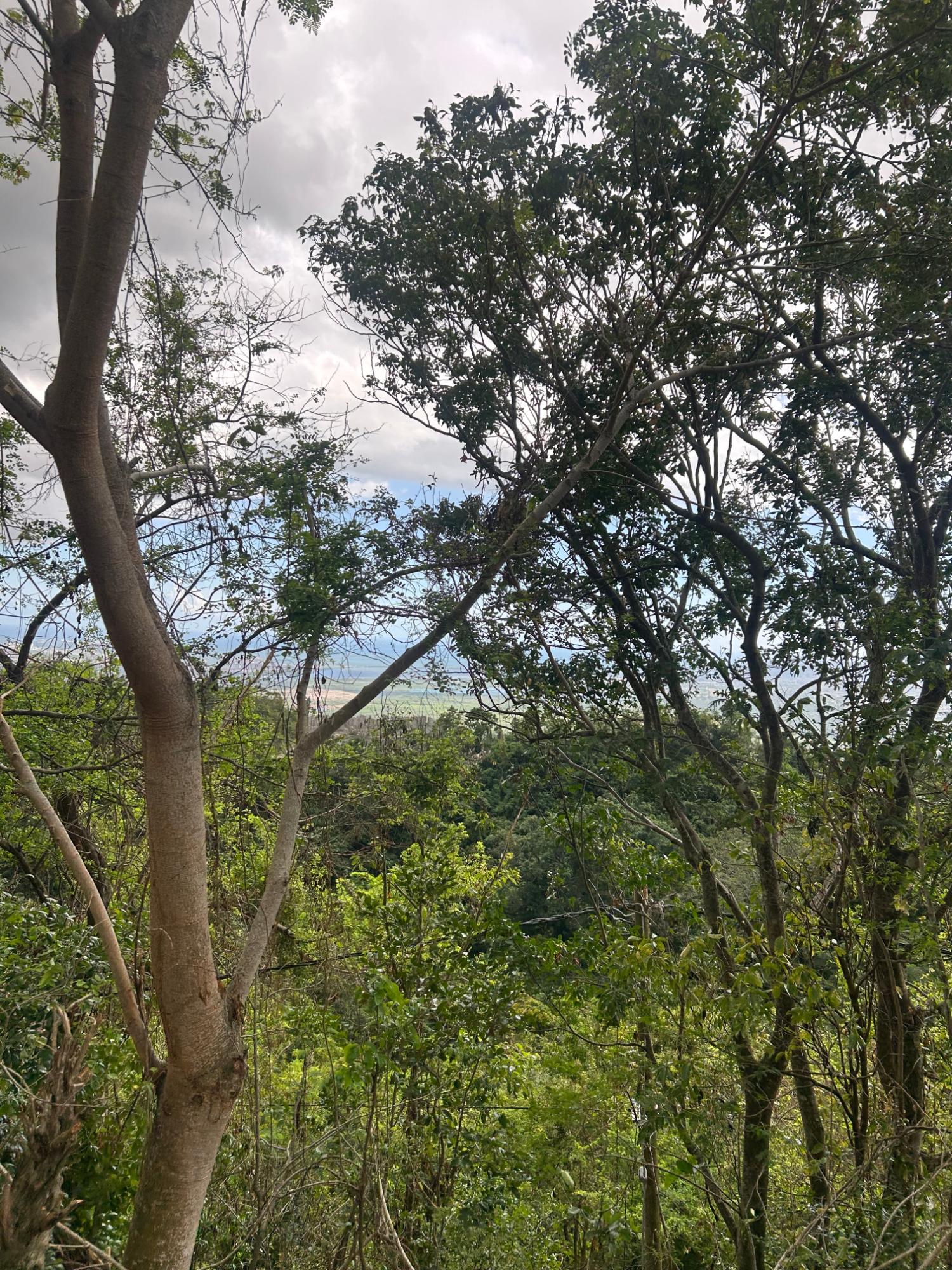 Residential-Lot-For-Sale-in-Cypress-Hall-Red-Hills-St.-Andrew-Panoramic-Kingston-Views Fifth image of Cypress Hall, Red Hills in Red Hills, St. Andrew, Jamaica - property is For Sale