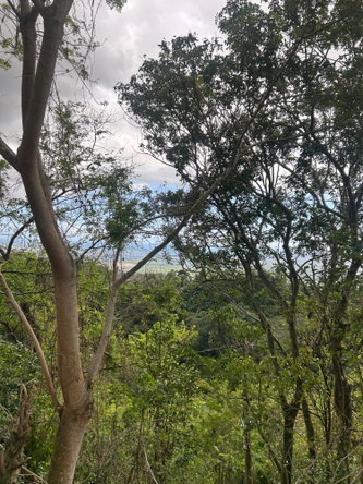 Fifth image of Cypress Hall, Red Hills in Red Hills, St. Andrew, Jamaica - property is For Sale