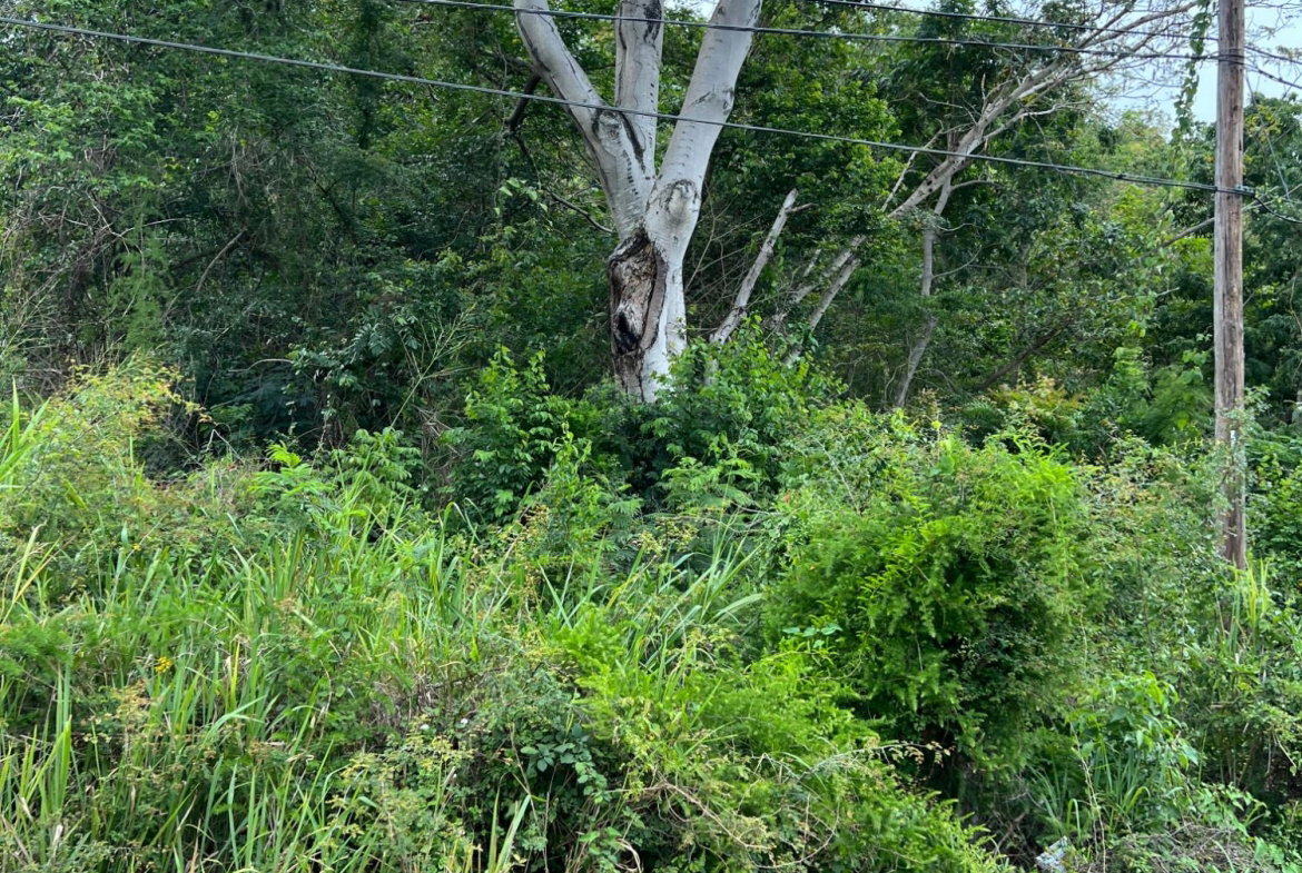 Seventh image of 148 Cyprus Hall Road, Belvede in Kingston 19, St. Andrew, Jamaica - property is For Sale