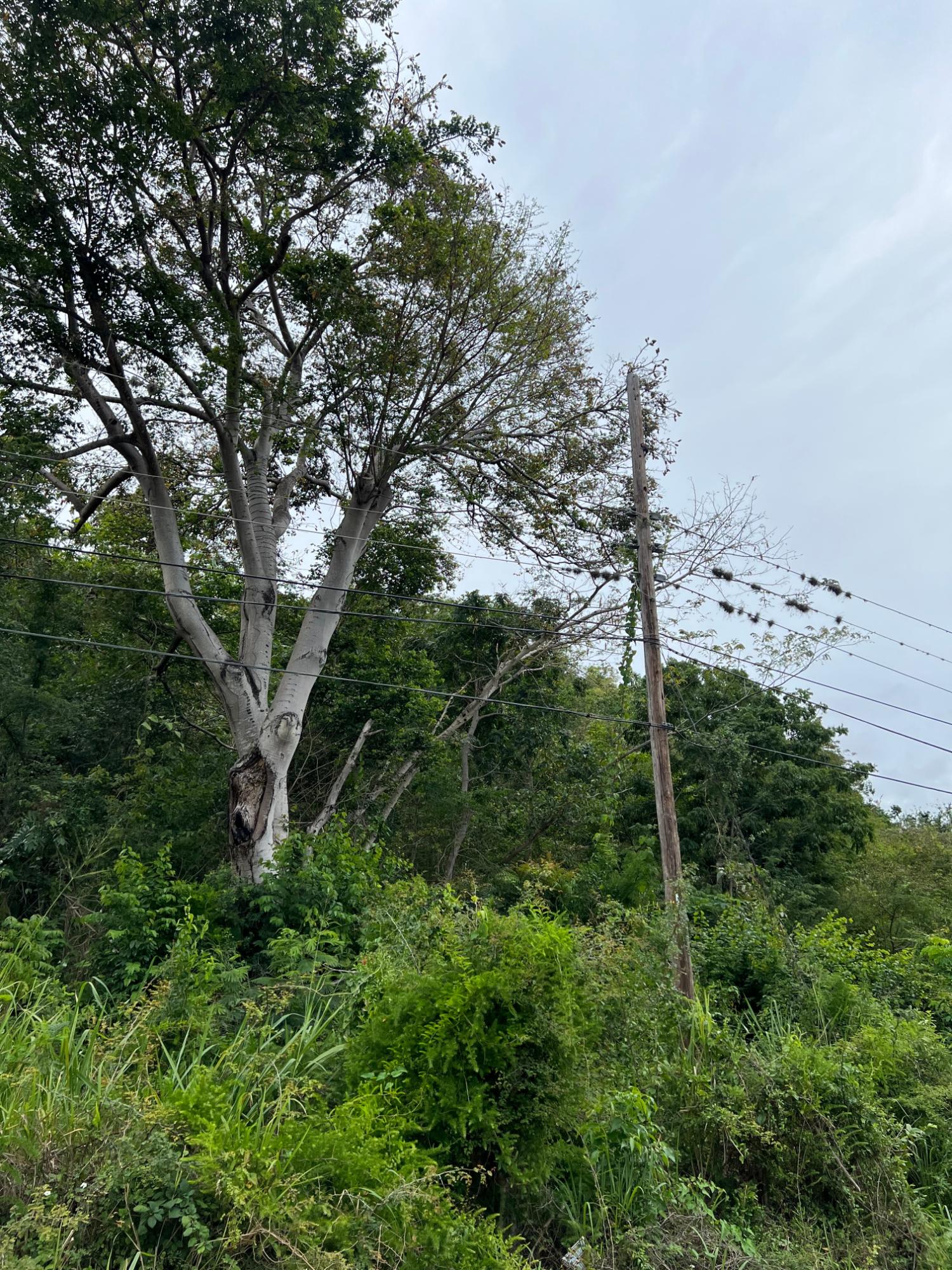 Ninth image of 148 Cyprus Hall Road, Belvede in Kingston 19, St. Andrew, Jamaica - property is For Sale