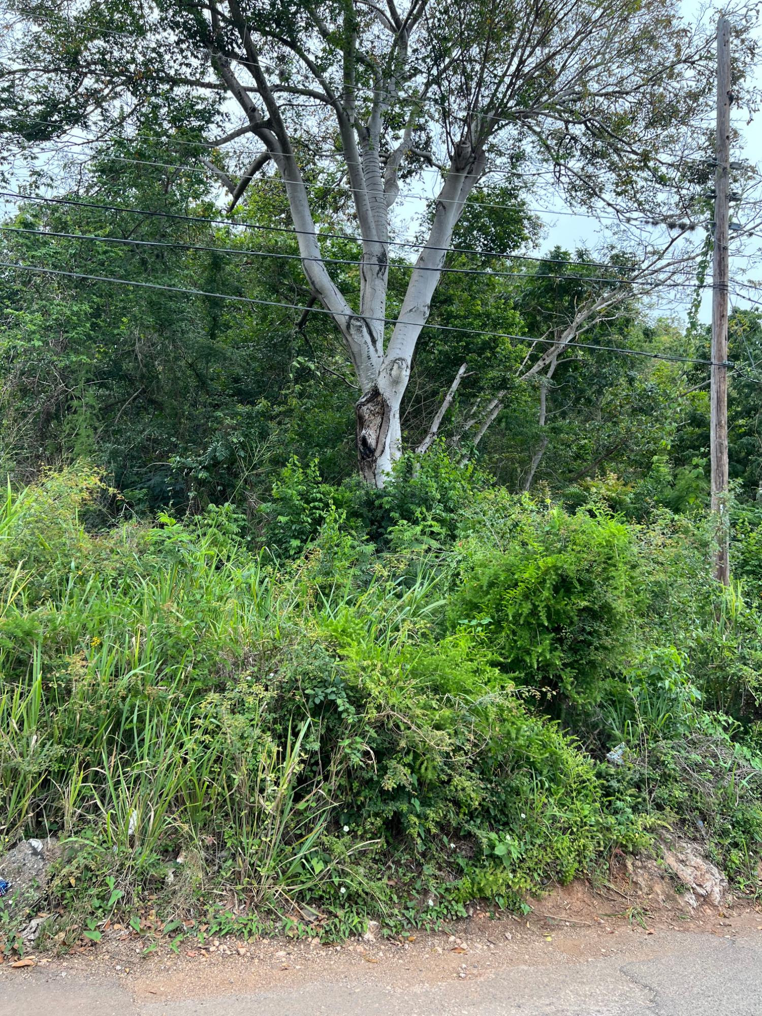 Seventh image of 148 Cyprus Hall Road, Belvede in Kingston 19, St. Andrew, Jamaica - property is For Sale