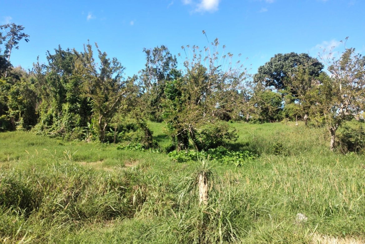 Ninth image of Lot 2 Part Brumalia in Mandeville, Manchester, Jamaica - property is For Sale