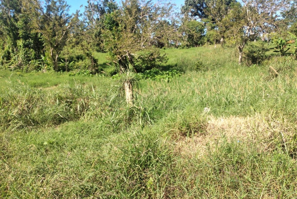 Tenth image of Lot 2 Part Brumalia in Mandeville, Manchester, Jamaica - property is For Sale
