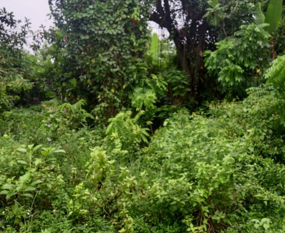 Second image of Lot 240 Culloden, Whitehouse in WHITEHOUSE, Westmoreland, Jamaica - property is For Sale
