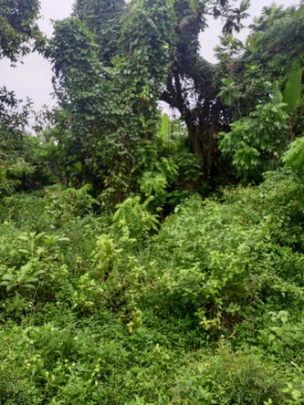 Second image of Lot 240 Culloden, Whitehouse in WHITEHOUSE, Westmoreland, Jamaica - property is For Sale