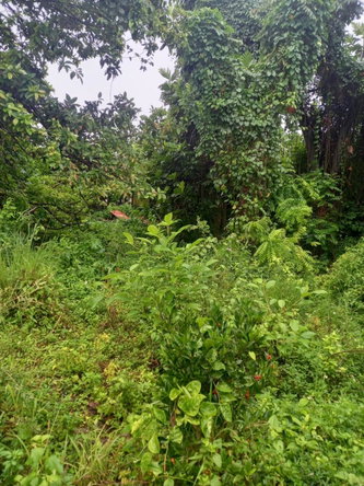 Third image of Lot 240 Culloden, Whitehouse in WHITEHOUSE, Westmoreland, Jamaica - property is For Sale