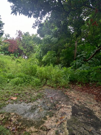Fourth image of Lot 240 Culloden, Whitehouse in WHITEHOUSE, Westmoreland, Jamaica - property is For Sale