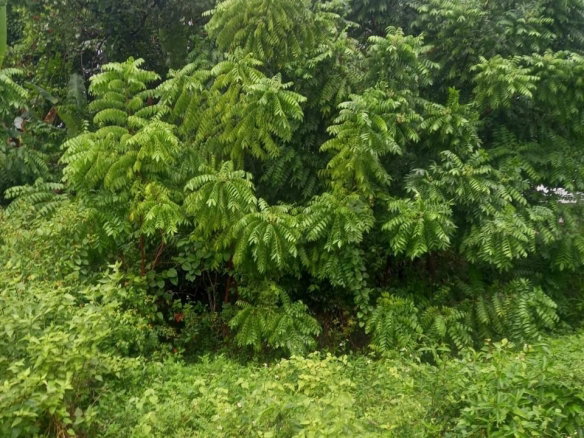 First image of Lot 240 Culloden, Whitehouse in WHITEHOUSE, Westmoreland, Jamaica - property is For Sale