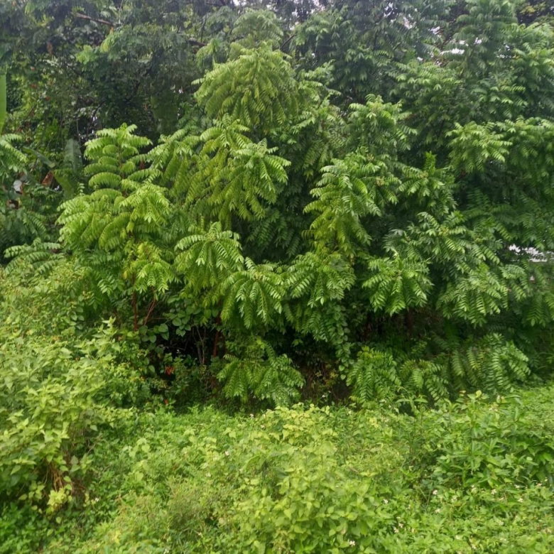 First image of Lot 240 Culloden, Whitehouse in WHITEHOUSE, Westmoreland, Jamaica - property is For Sale