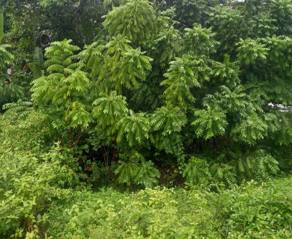 First image of Lot 240 Culloden, Whitehouse in WHITEHOUSE, Westmoreland, Jamaica - property is For Sale