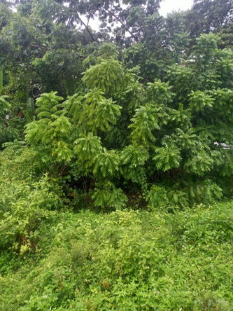 First image of Lot 240 Culloden, Whitehouse in WHITEHOUSE, Westmoreland, Jamaica - property is For Sale