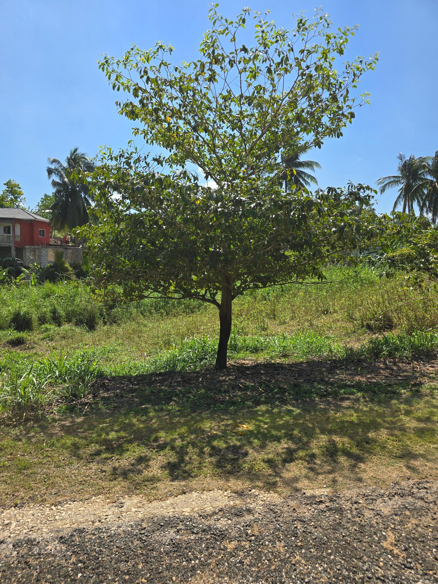 Residential-Lot-for-Sale-in-Julia-Ville-Ewarton-St.-Catherine-6-Julia-Ville Third image of 6 Julia Ville, Ewarton in Ewarton, St. Catherine, Jamaica - property is For Sale