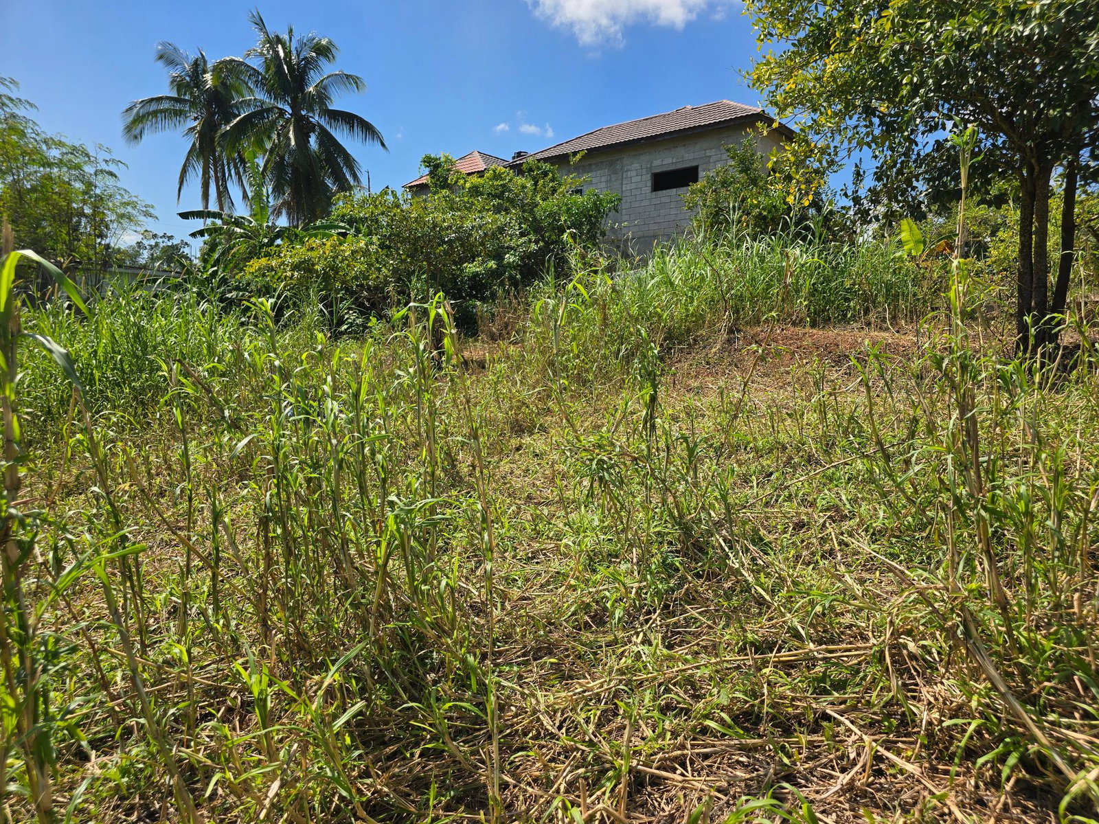 Residential-Lot-for-Sale-in-Julia-Ville-Ewarton-St.-Catherine-6-Julia-Ville Sixth image of 6 Julia Ville, Ewarton in Ewarton, St. Catherine, Jamaica - property is For Sale