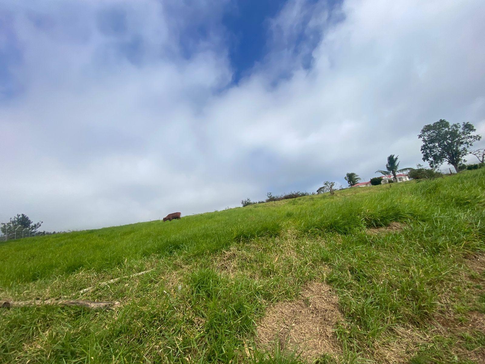 Fourth image of Lower Christiana Manchest in Christiana, Manchester, Jamaica - property is For Sale