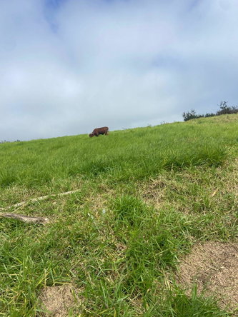 Fifth image of Lower Christiana Manchest in Christiana, Manchester, Jamaica - property is For Sale