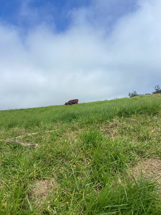 Ninth image of Lower Christiana Manchest in Christiana, Manchester, Jamaica - property is For Sale