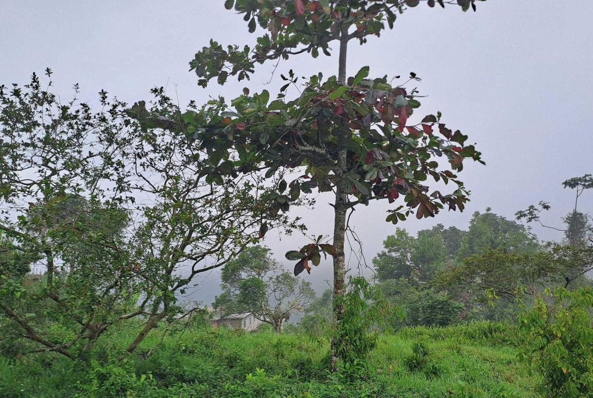 Second image of Rock Hall St. Andew in Red Hills, St. Andrew, Jamaica - property is For Sale