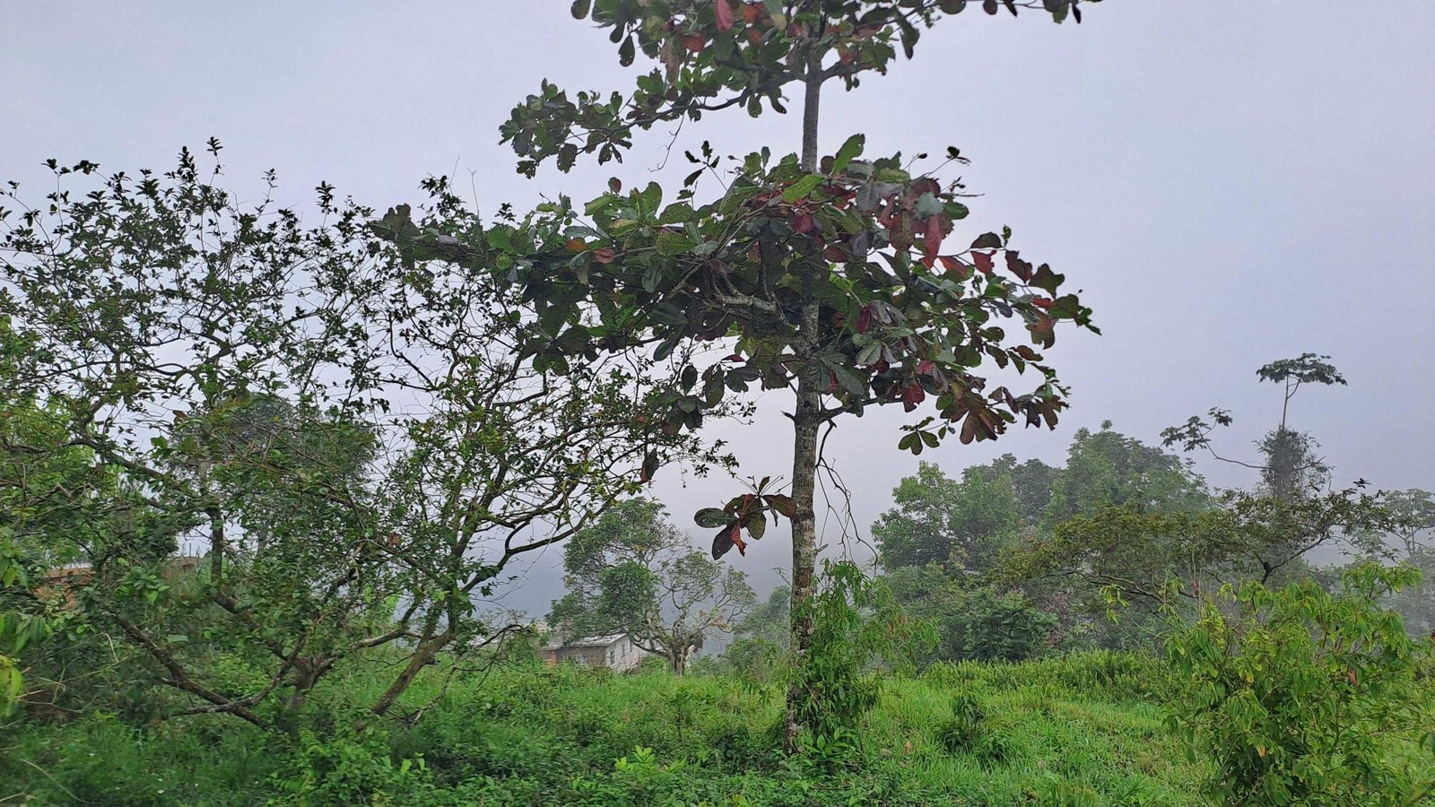 Residential-Lot-for-Sale-in-Rock-Hall-St.-Andrew-Jamaica-Scenic-Countryside-Land Second image of Rock Hall St. Andew in Red Hills, St. Andrew, Jamaica - property is For Sale