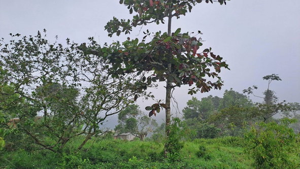 Second image of Rock Hall St. Andew in Red Hills, St. Andrew, Jamaica - property is For Sale