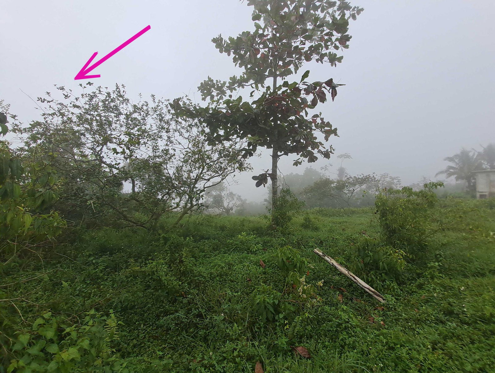 Residential-Lot-for-Sale-in-Rock-Hall-St.-Andrew-Jamaica-Scenic-Countryside-Property Third image of Lot Rock Hall St. Andrew in Red Hills, St. Andrew, Jamaica - property is For Sale