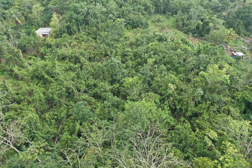 Ninth image of Windsor Forest in Windsor Forest, Manchester, Jamaica - property is For Sale