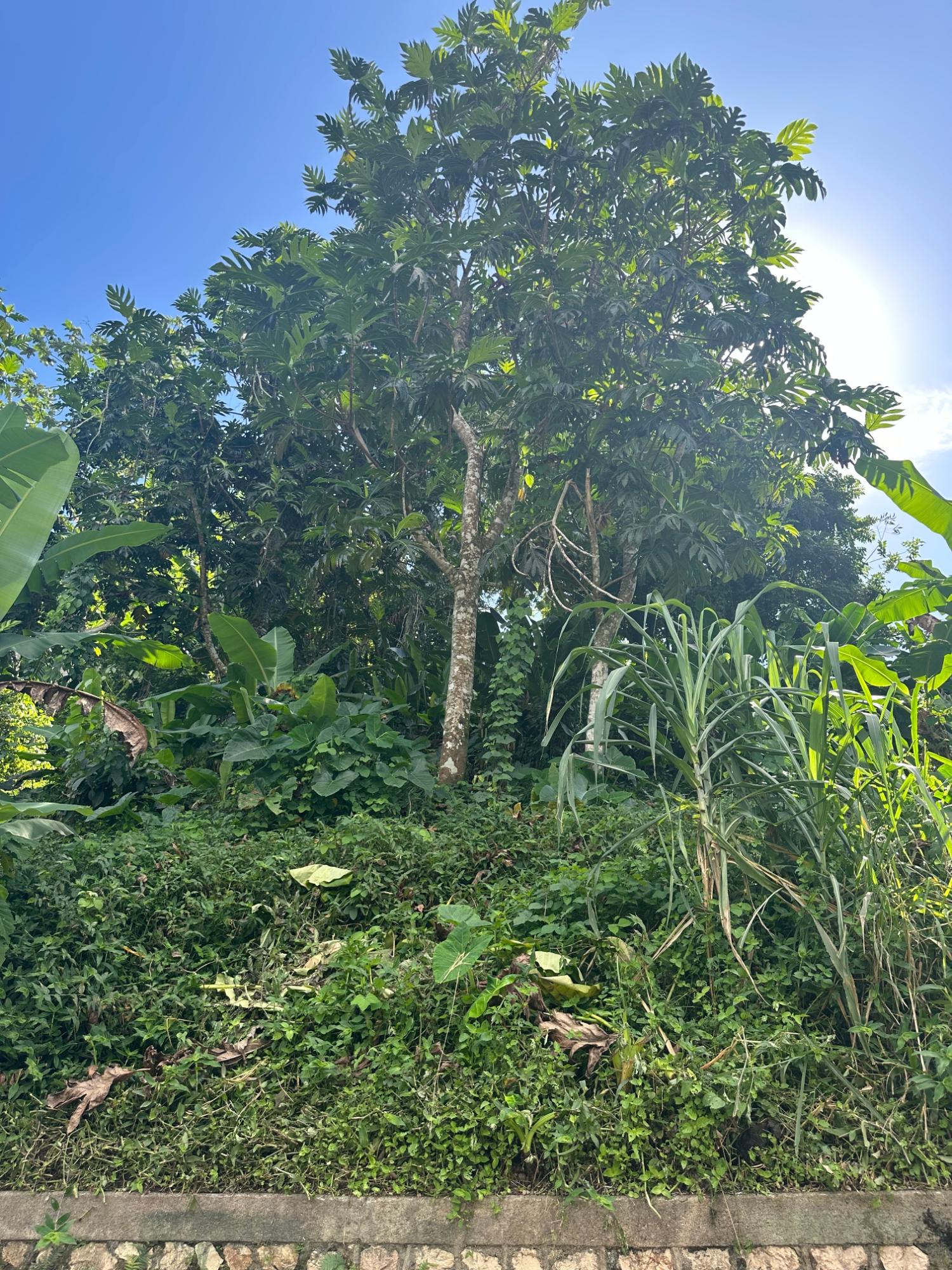 Third image of Airy Castle in Kingston 9, St. Andrew, Jamaica - property is For Sale