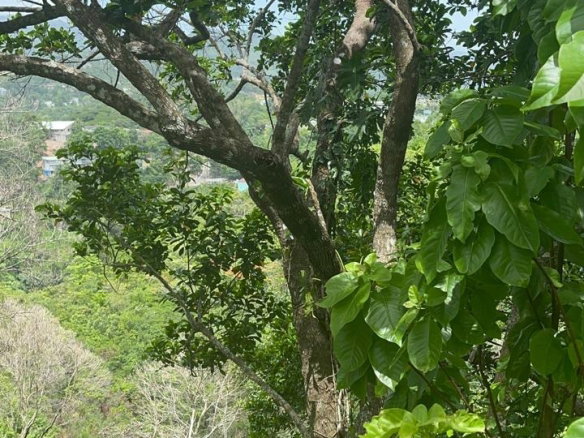 First image of Sherbourne Close , Stony in Kingston 9, St. Andrew, Jamaica - property is For Sale