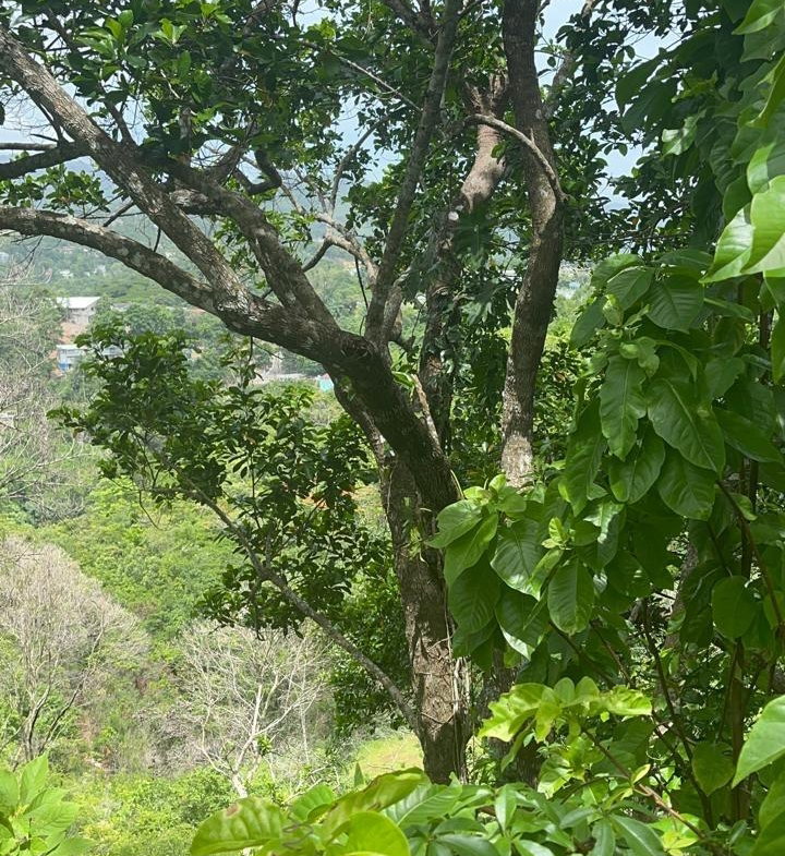 First image of Sherbourne Close , Stony in Kingston 9, St. Andrew, Jamaica - property is For Sale